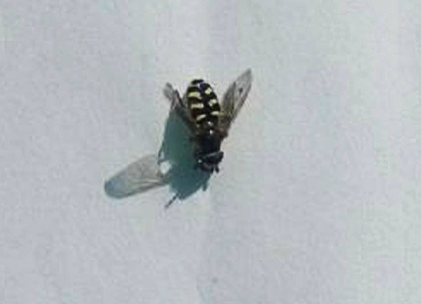 da identificare: Syrphidae