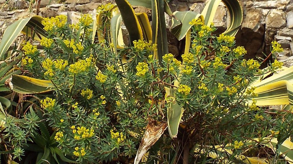 Euphorbia dendroides (Euphorbiaceae)