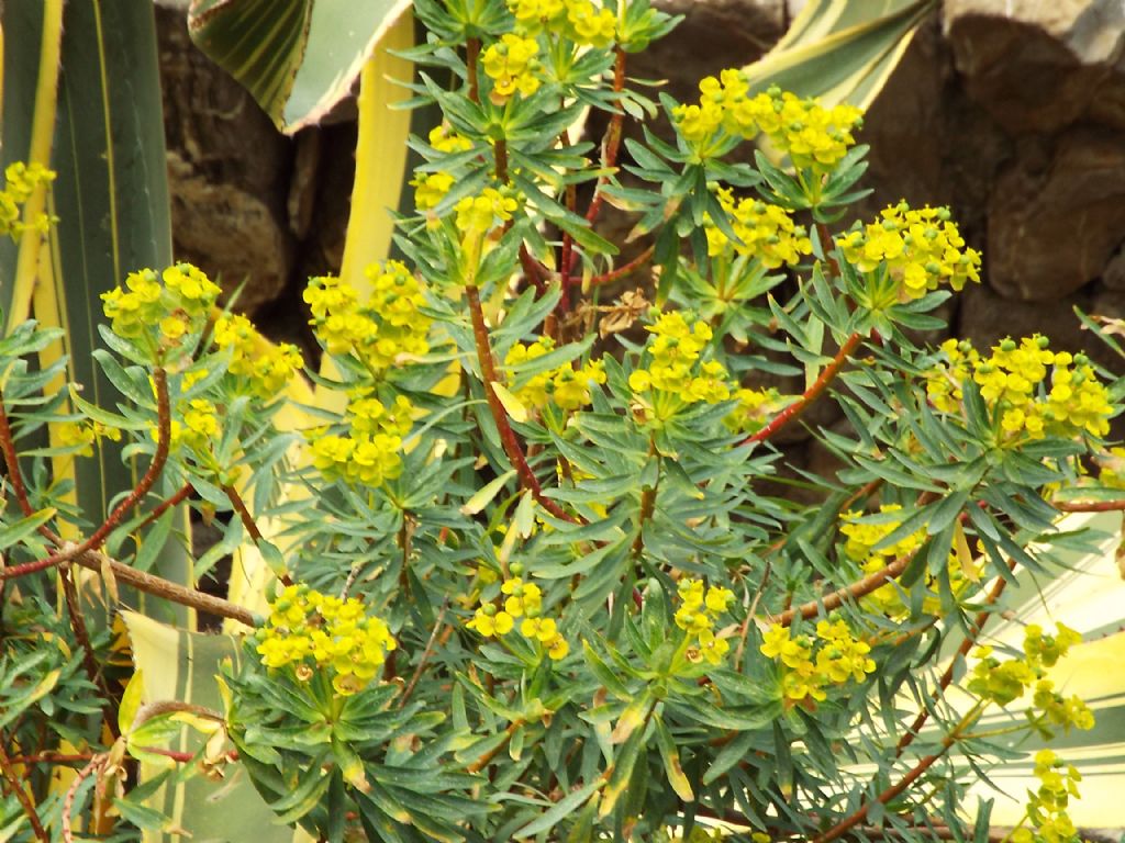 Euphorbia dendroides (Euphorbiaceae)