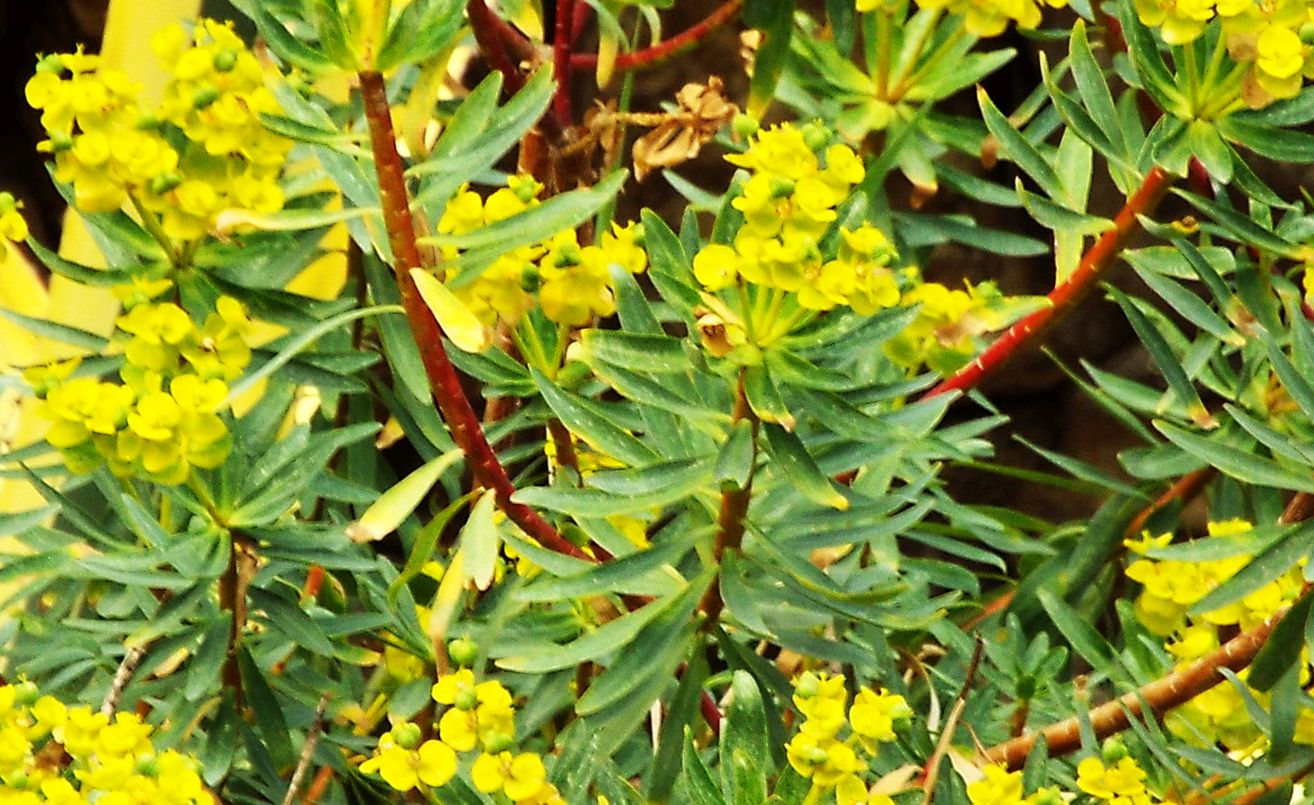 Euphorbia dendroides (Euphorbiaceae)