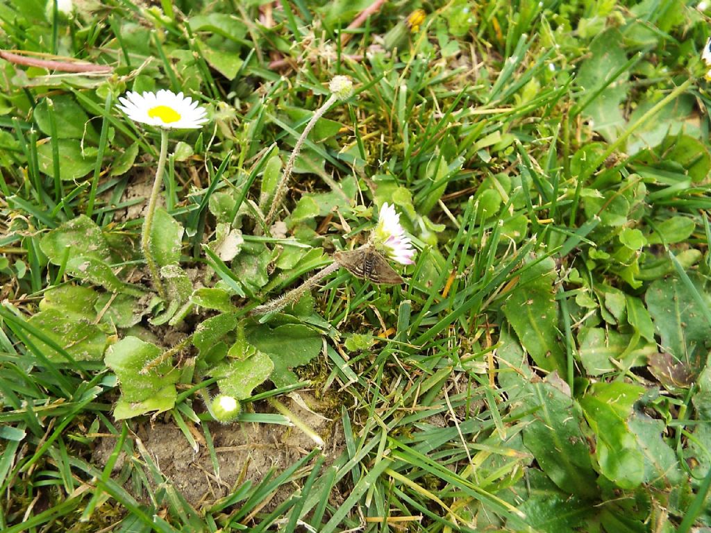 Farfallina da identificare - Pyrausta despicata, Crambidae