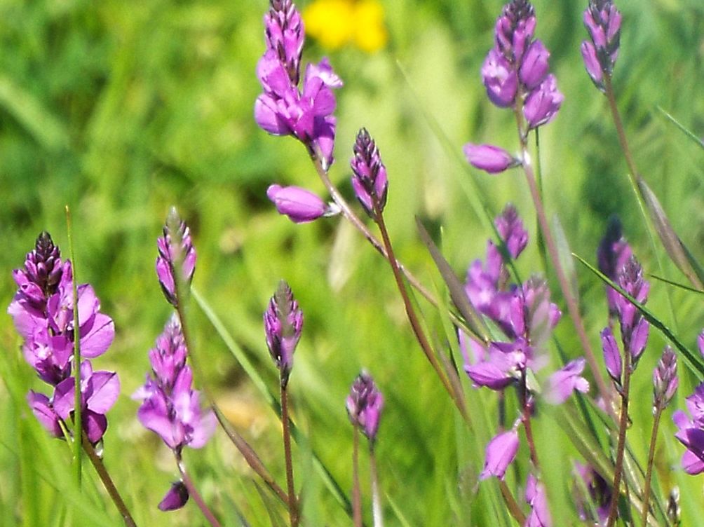 Polygala sp.