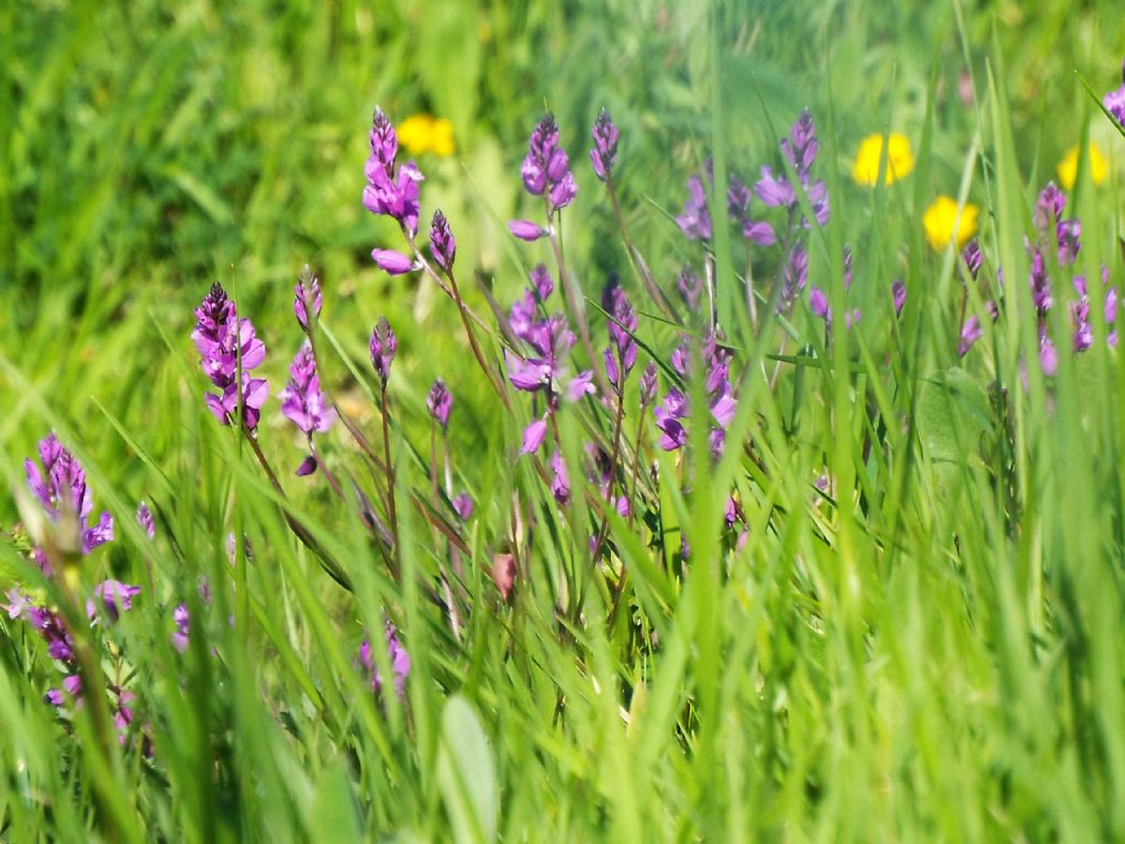 Polygala sp.