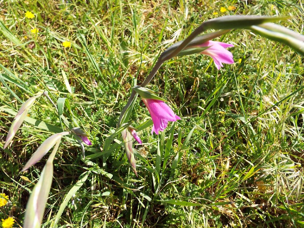 Gladiolus da identificare:  Gladiolus cfr. italicus