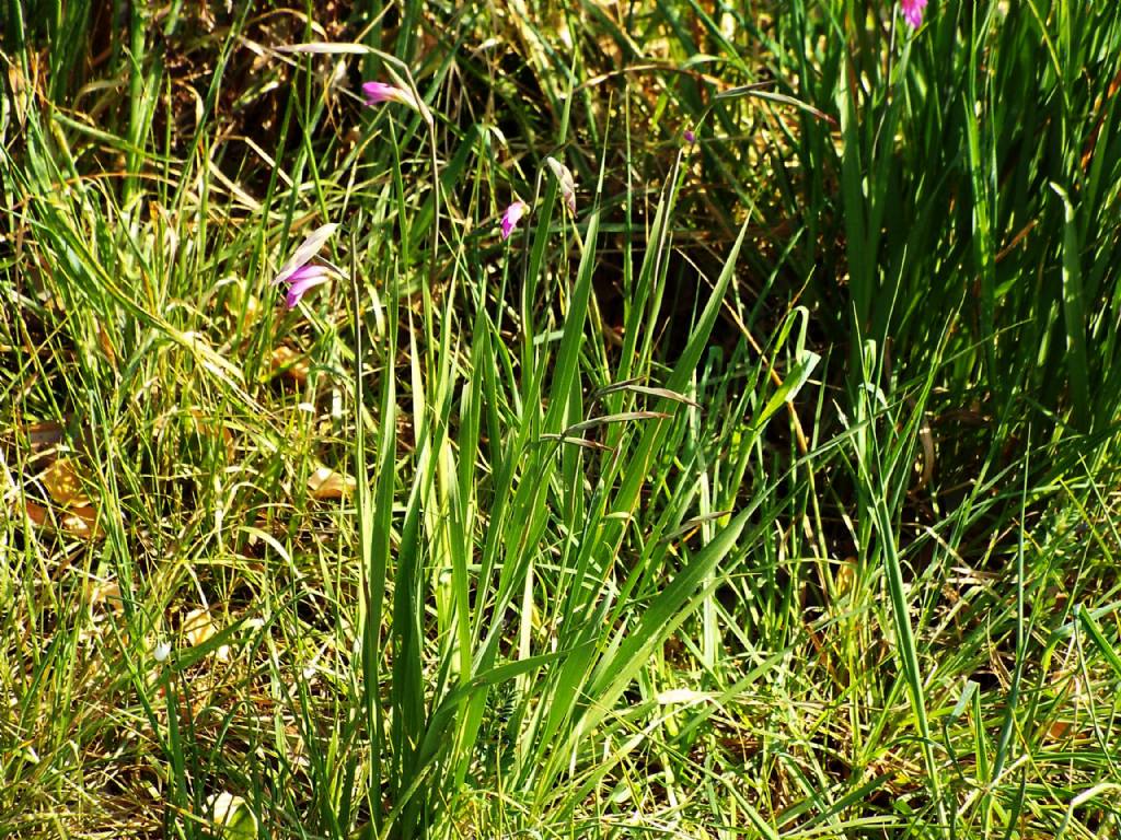 Gladiolus da identificare:  Gladiolus cfr. italicus