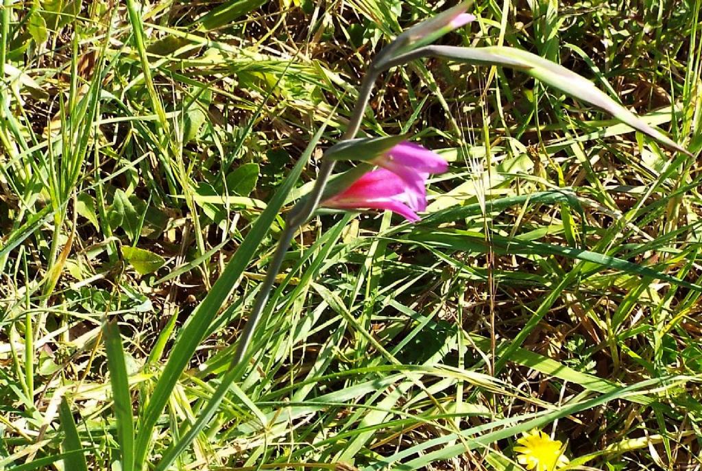 Gladiolus da identificare:  Gladiolus cfr. italicus