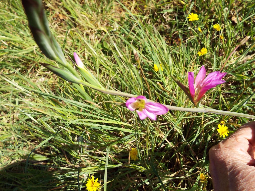 Gladiolus da identificare:  Gladiolus cfr. italicus