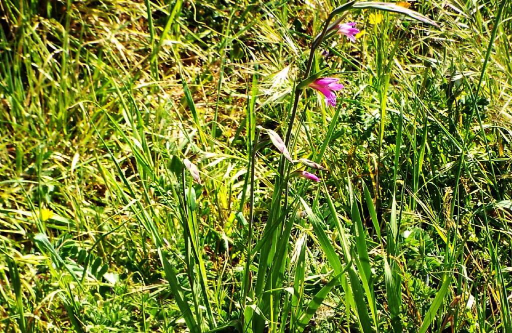 Gladiolus da identificare:  Gladiolus cfr. italicus