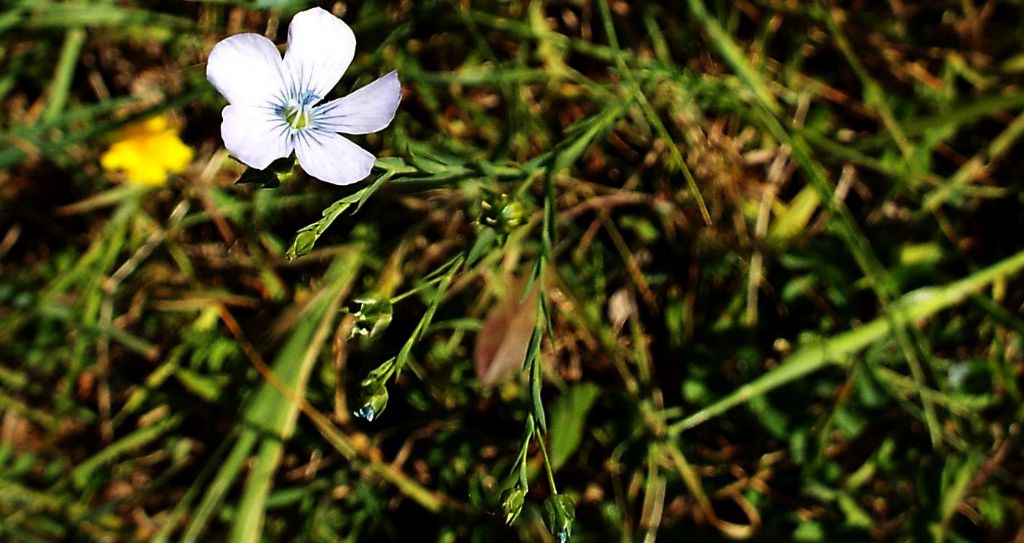 Linum bienne