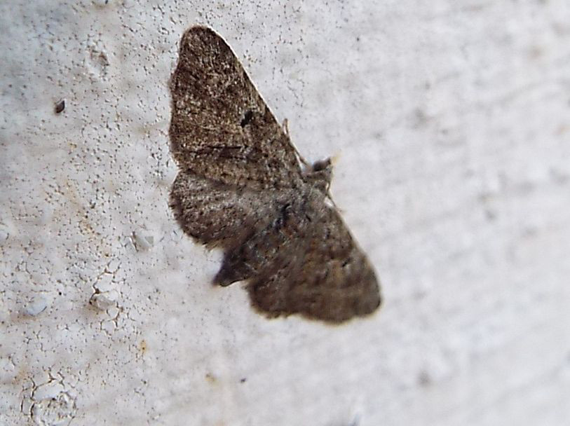 Eupithecia sp. (Geometridae)