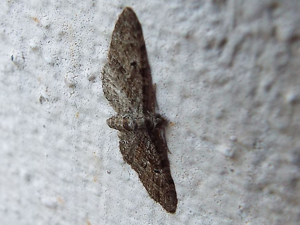 Eupithecia sp. (Geometridae)