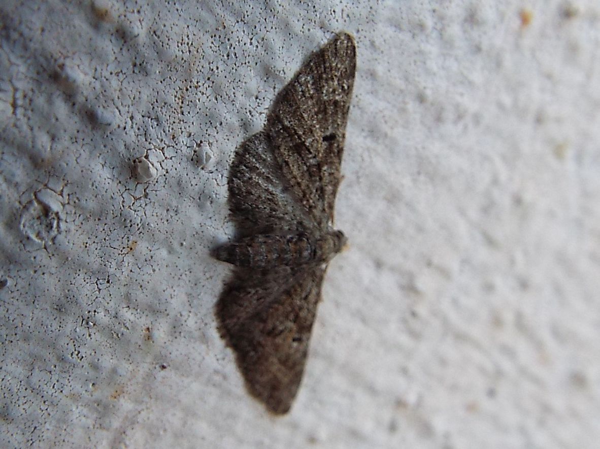 Eupithecia sp. (Geometridae)