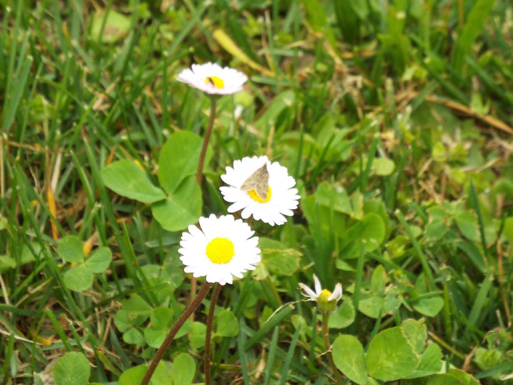 Farfallina da identificare - Pyrausta despicata, Crambidae