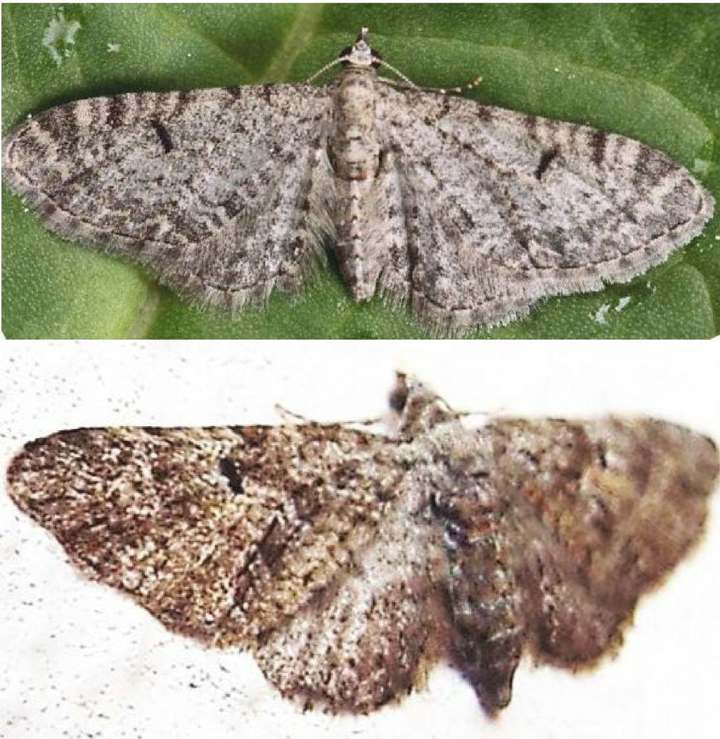 Eupithecia sp. (Geometridae)