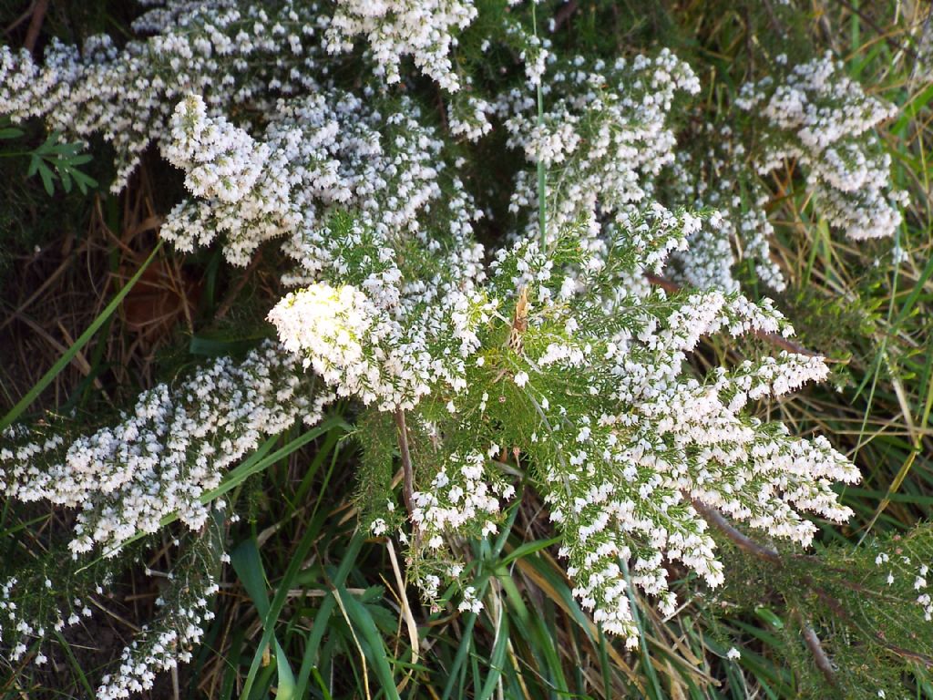 Ericaceae :  Erica arborea