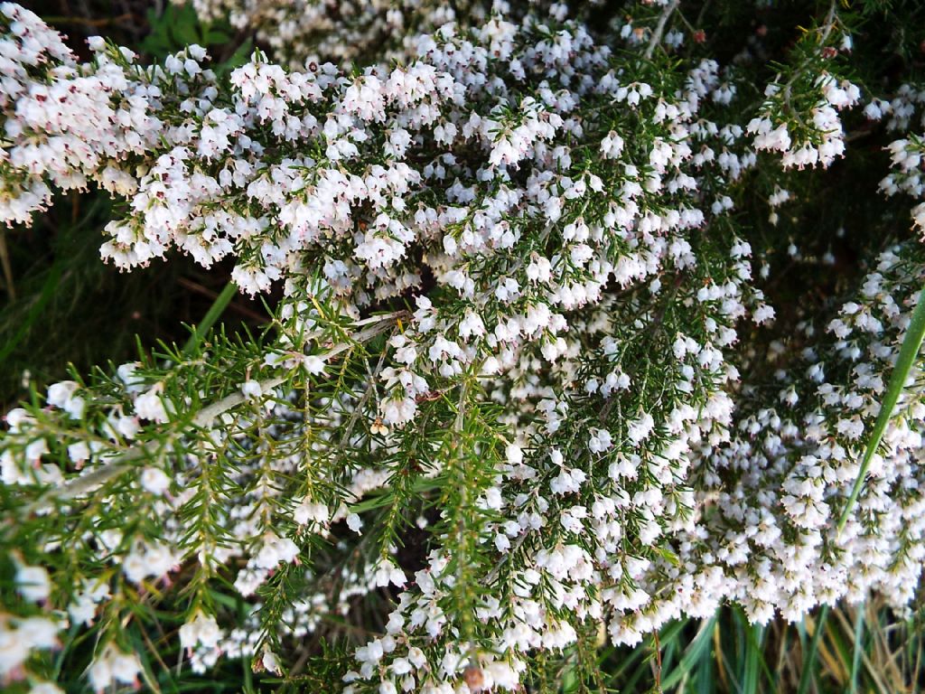 Ericaceae :  Erica arborea