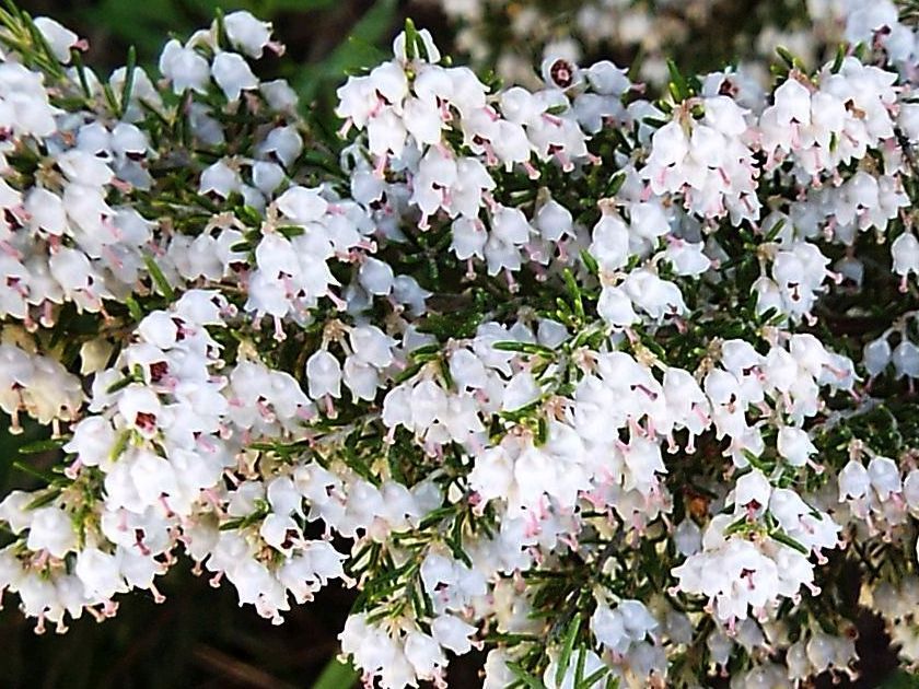 Ericaceae :  Erica arborea