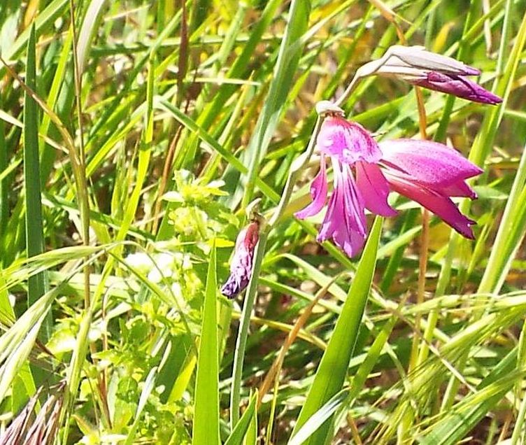 Gladiolus da identificare:  Gladiolus cfr. italicus