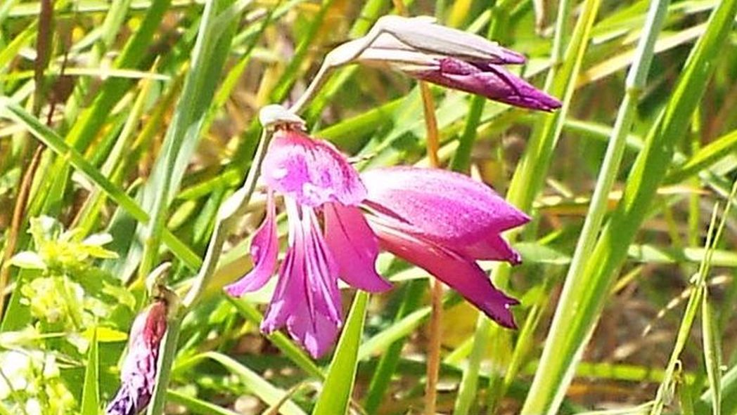 Gladiolus da identificare:  Gladiolus cfr. italicus