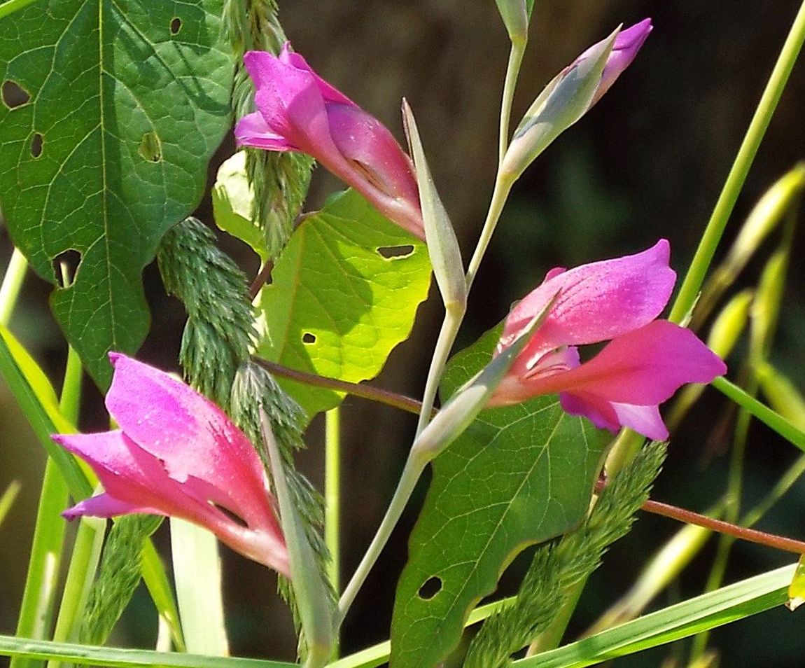 Gladiolus da identificare:  Gladiolus cfr. italicus