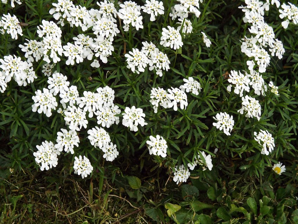 Iberis sp. (Brassicaceae)