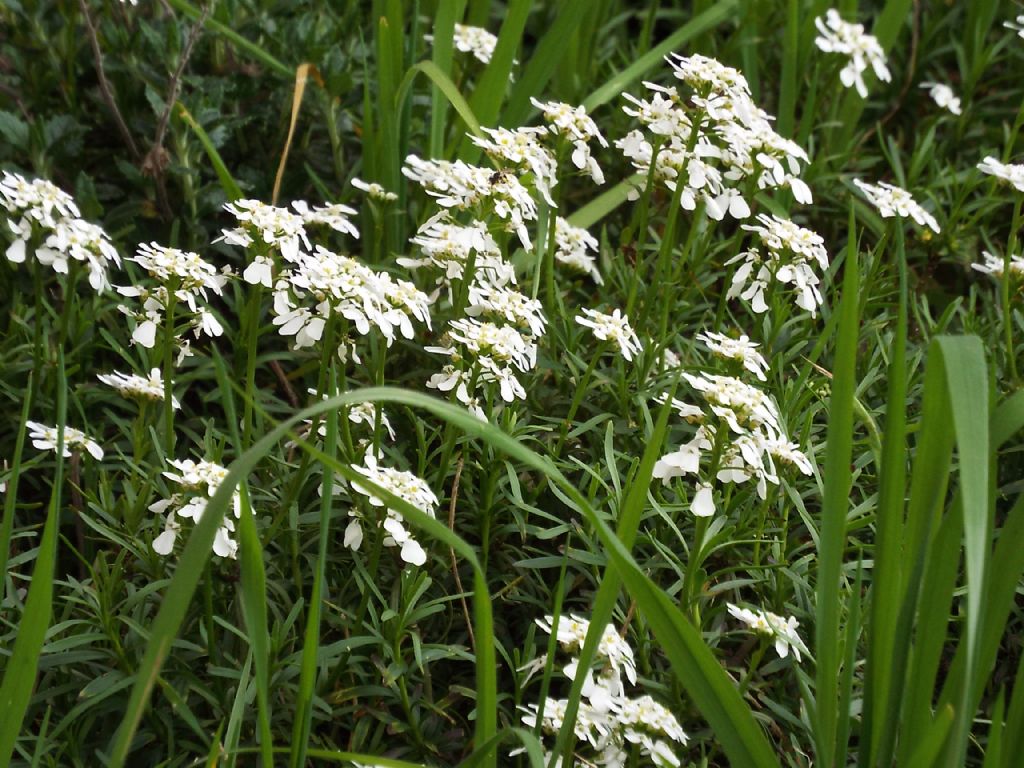 Iberis sp. (Brassicaceae)