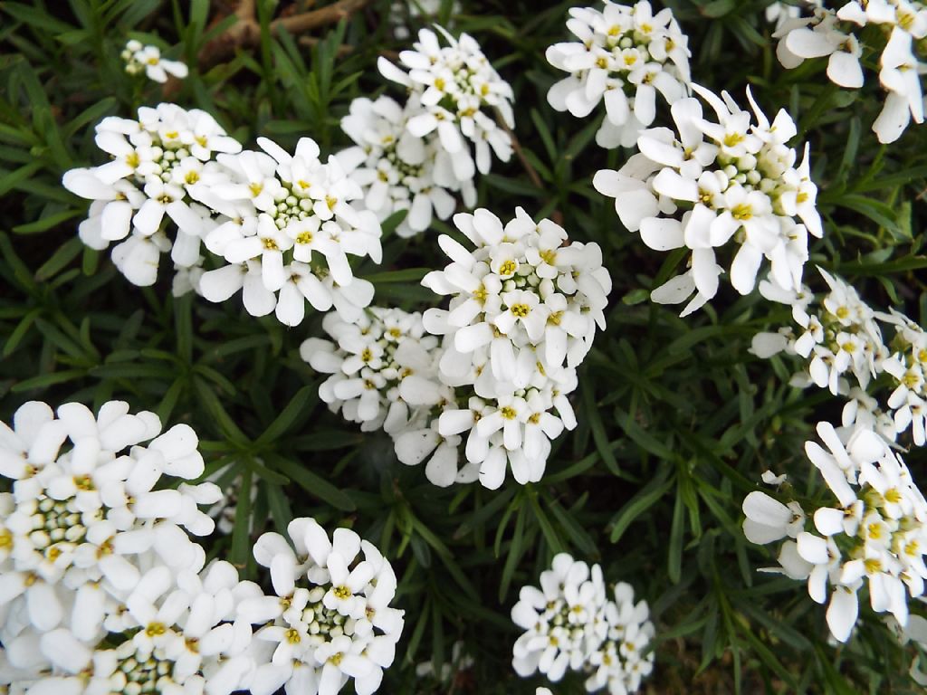 Iberis sp. (Brassicaceae)