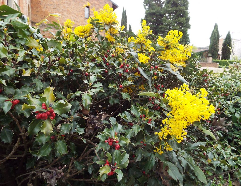 Berberis aquifolium  (= Mahonia aquifolium)