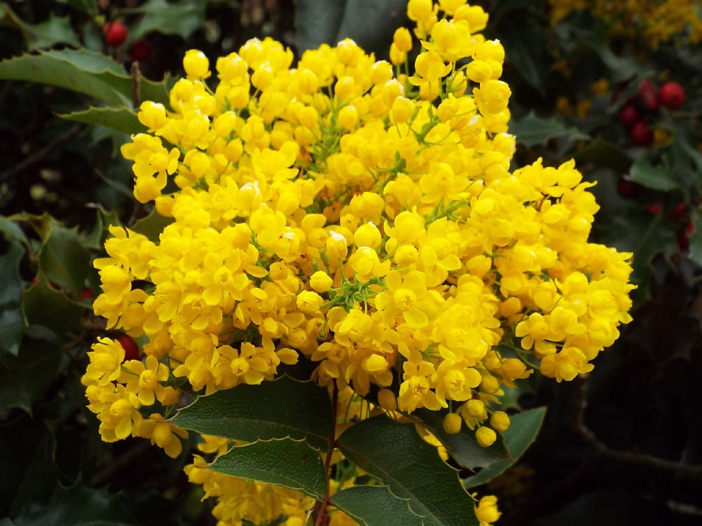 Berberis aquifolium  (= Mahonia aquifolium)