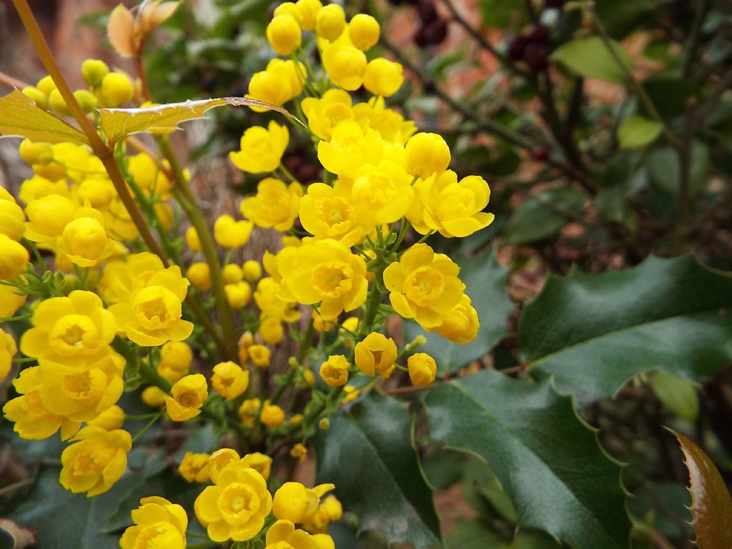 Berberis aquifolium  (= Mahonia aquifolium)