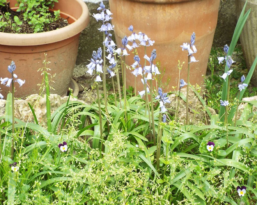 Hyacinthoides sp.  (Asparagaceae)