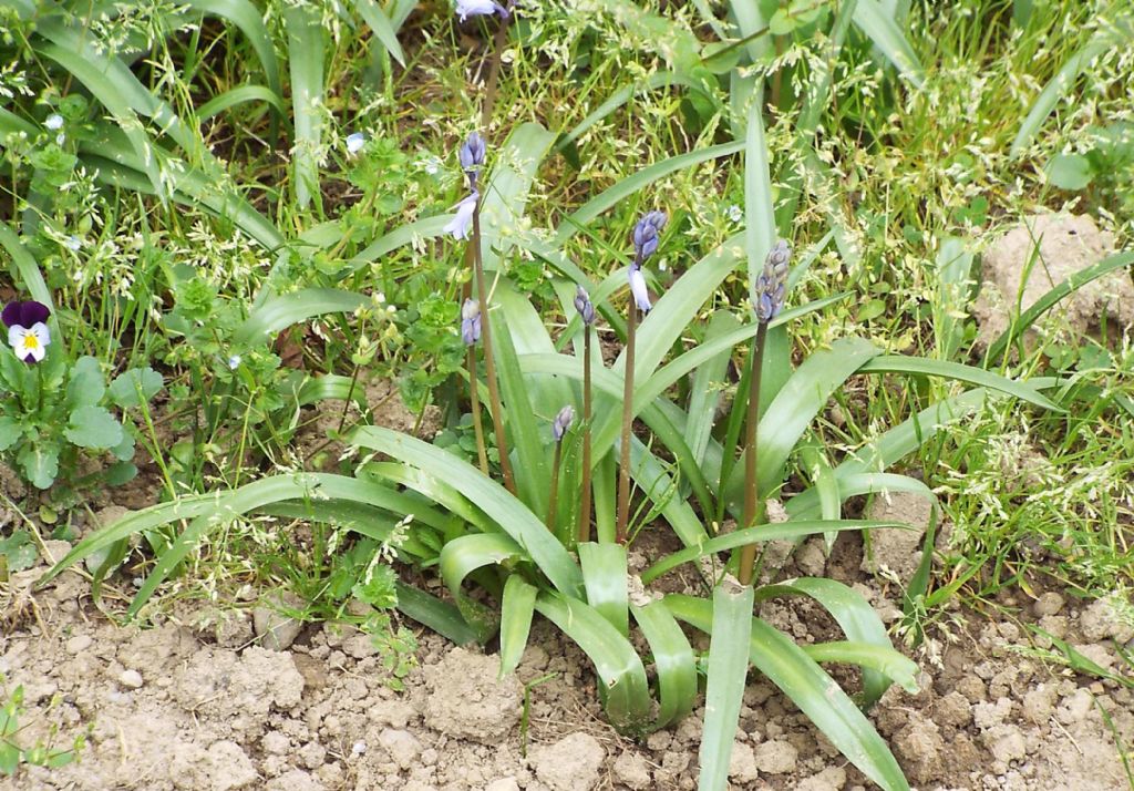 Hyacinthoides sp.  (Asparagaceae)