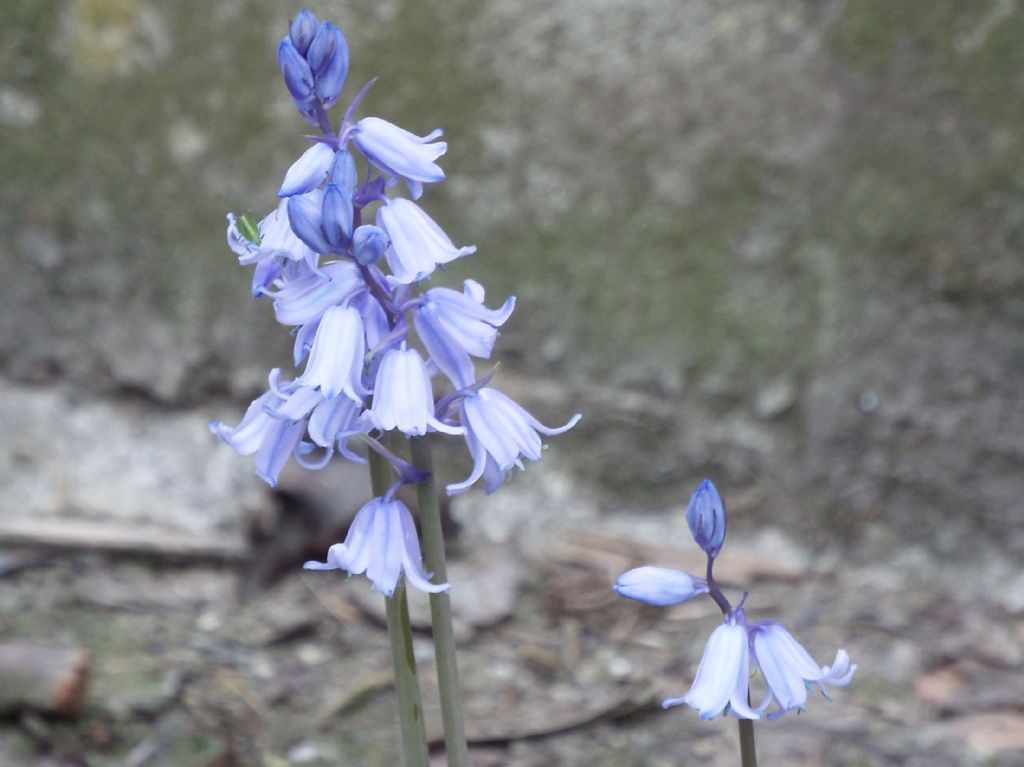 Hyacinthoides sp.  (Asparagaceae)