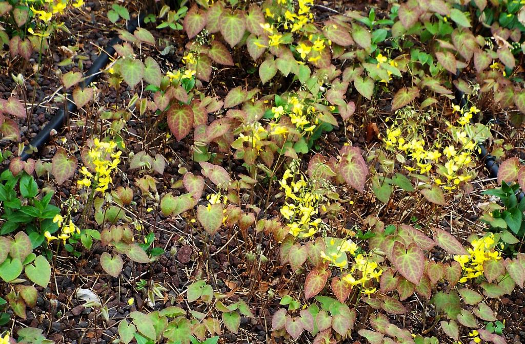 Epimedium  perralchicum (Berberidacea)