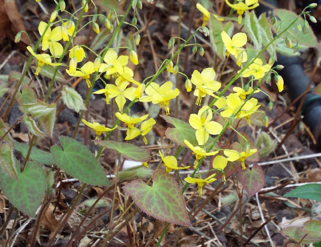 Epimedium  perralchicum (Berberidacea)