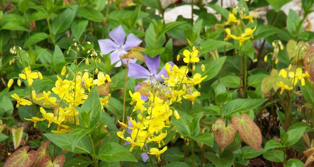 Epimedium  perralchicum (Berberidacea)