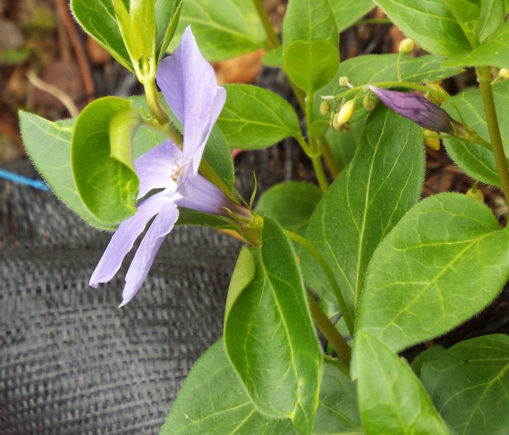 Epimedium  perralchicum (Berberidacea)