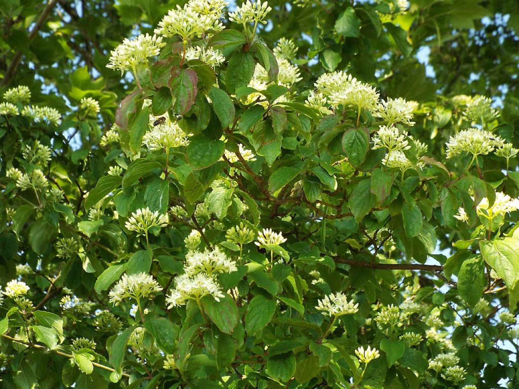 Arbusto: Cornus sanguinea (Cornaceae)