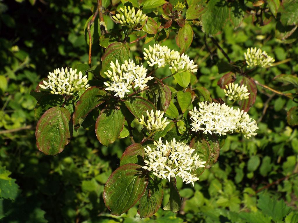 Arbusto: Cornus sanguinea (Cornaceae)