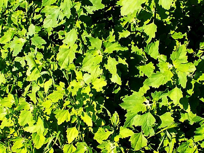 Chenopodium album (gr.)