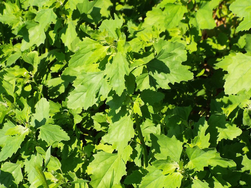 Chenopodium album (gr.)