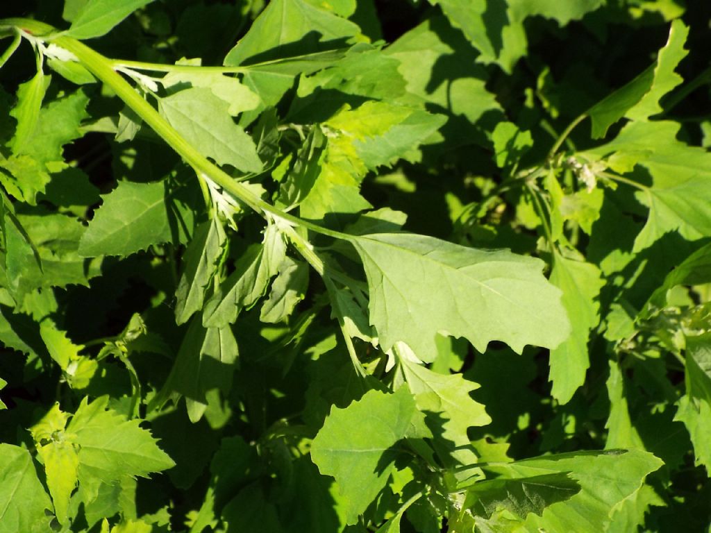 Chenopodium album (gr.)