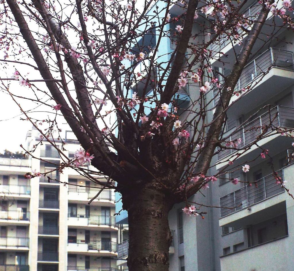 Altro ciliegio ornamentale?  S,cultivar di Prunus serrulata