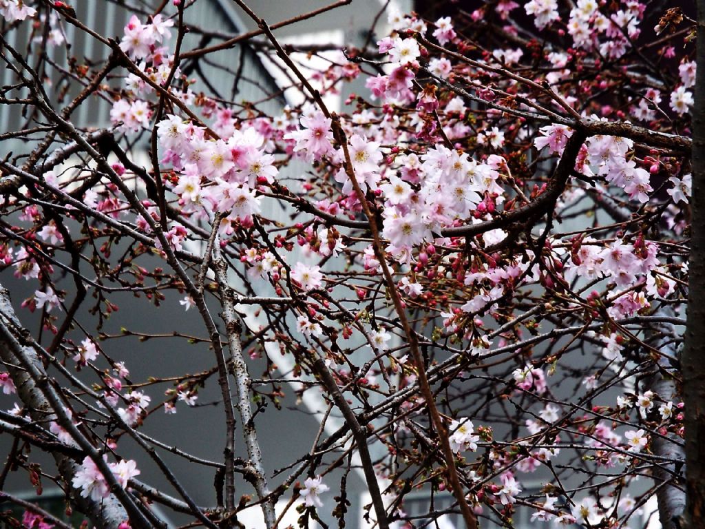 Altro ciliegio ornamentale?  S,cultivar di Prunus serrulata