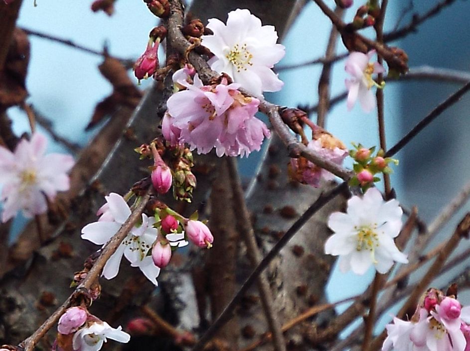 Altro ciliegio ornamentale?  S,cultivar di Prunus serrulata