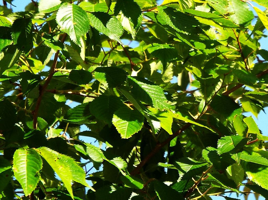 Altro ciliegio ornamentale?  S,cultivar di Prunus serrulata