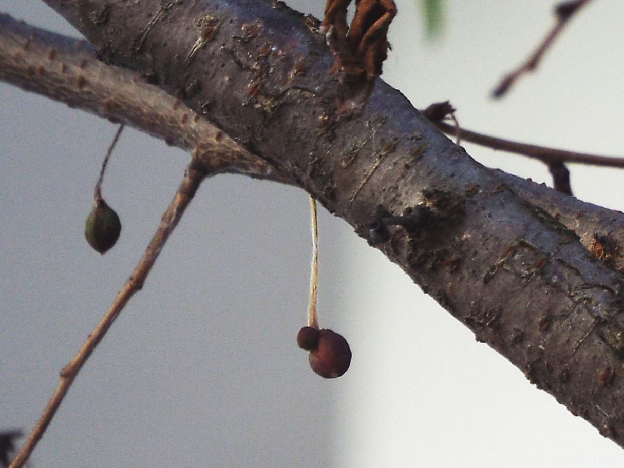 Altro ciliegio ornamentale?  S,cultivar di Prunus serrulata