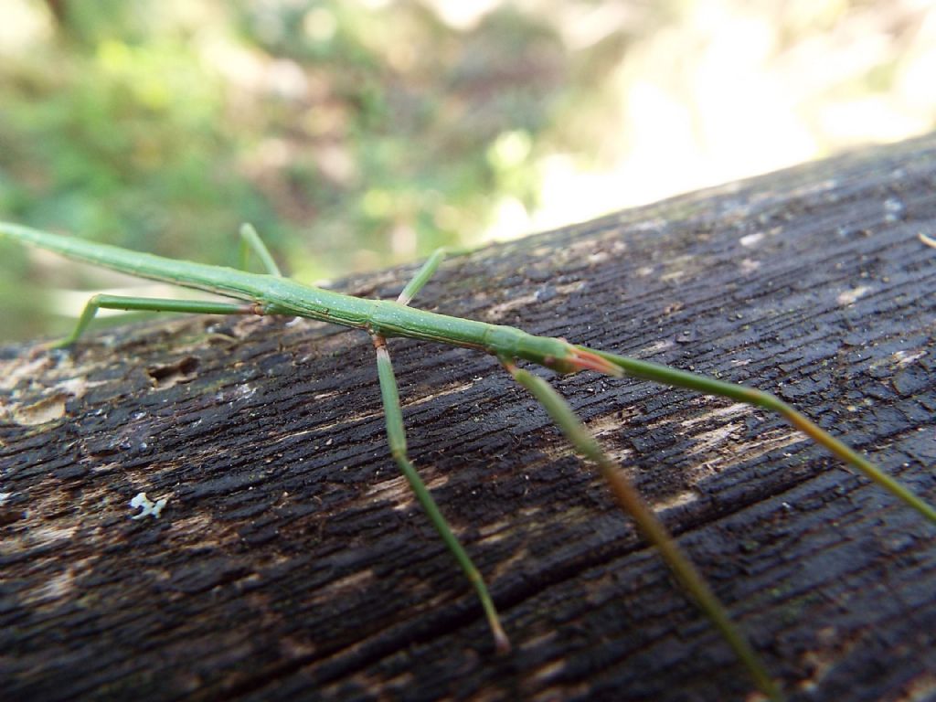 Bacillidae: Clonopsis gallica o Bacillus rossius? Clonopsis gallica, femmina