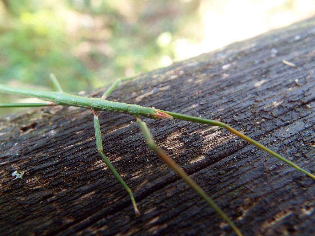 Bacillidae: Clonopsis gallica o Bacillus rossius? Clonopsis gallica, femmina