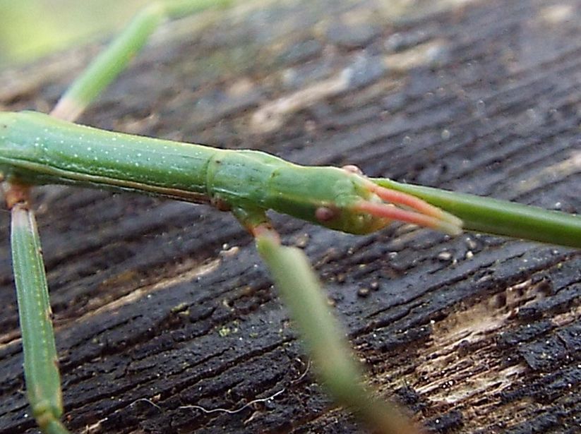 Bacillidae: Clonopsis gallica o Bacillus rossius? Clonopsis gallica, femmina